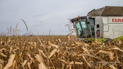 Врожайність кукурудзи торік на Черкащині суттєво знизилась