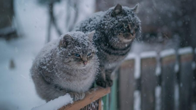 Знову зима: на Черкащині очікується мокрий сніг та дощ
