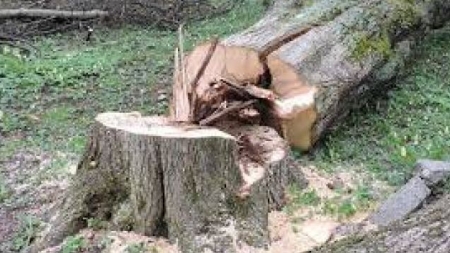 Черкаські екологи проти видалення понад півсотні дерев в Черкасах