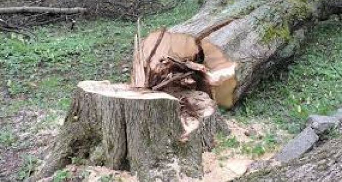 Черкаські екологи проти видалення понад півсотні дерев в Черкасах