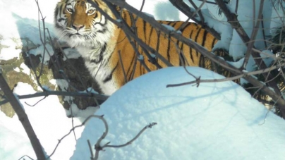 Черкаський зоопарк підтримує акцію щодо Дня дикої природи