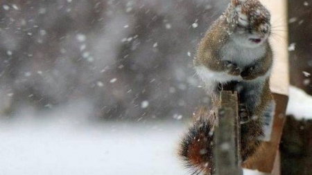 Сильний сніг у супроводі поривчастого вітру – прогноз по Черкащині