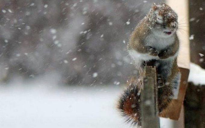 Сильний сніг у супроводі поривчастого вітру – прогноз по Черкащині