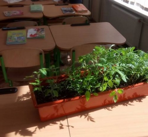 Міні-дослідницький центр рослин створили в канівській школі