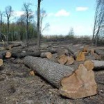 На Золотоніщині незаконно зрубали 300 дерев