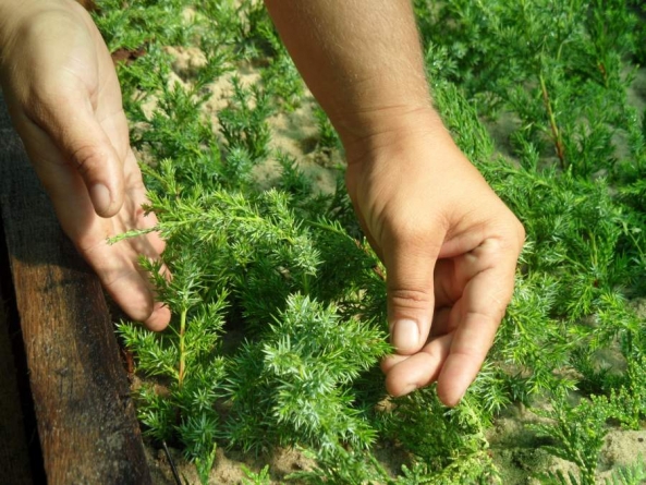 Півмільйона нових дерев заплановано посадити у Канівському лісгоспі