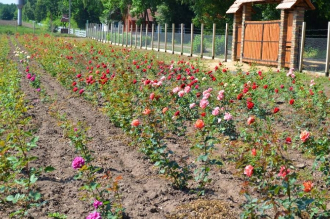 Понад сто сортів троянд вирощують у Пехівському лісництві на Звенигородщині