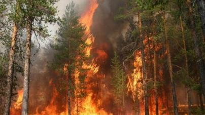 У пожежах в черкаських лісах винні люди