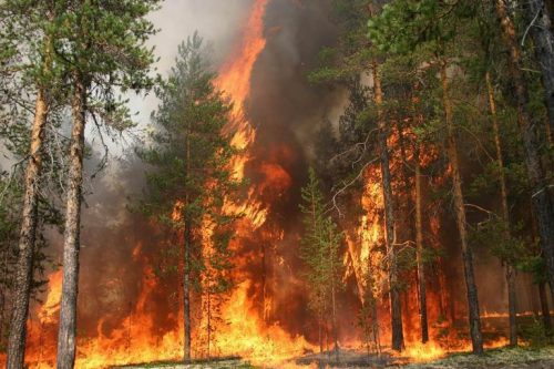 У пожежах в черкаських лісах винні люди
