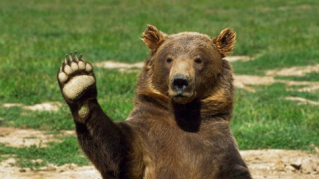 У черкаському зоопарку ведмеді прокинулися після зимової сплячки (Відео)