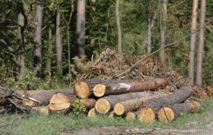 В урочищі «Яворівець» незаконно зрубали 44 дерева
