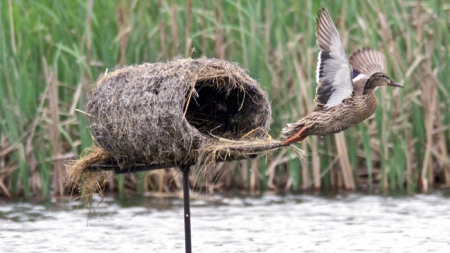Унікальні гнізда для перелітних птахів будують на Черкащині