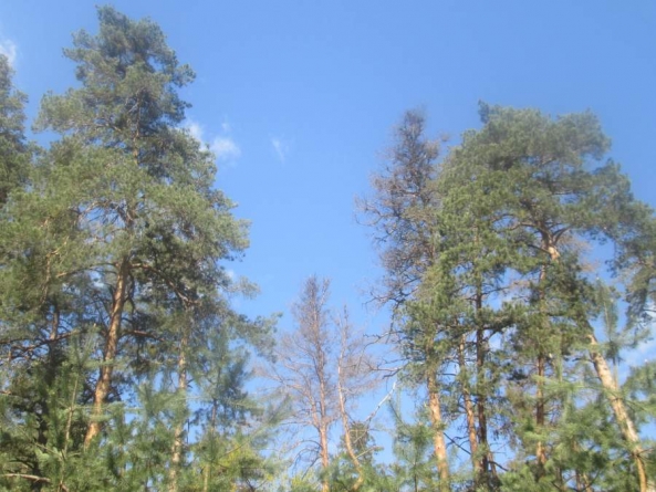 Ліси навколо Черкас потерпають від омели та шкідників