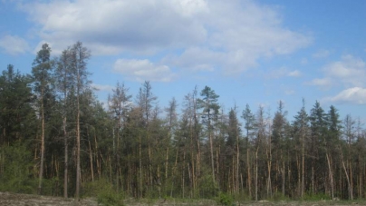 Наслідки січневого сніголаму у Черкаському лісгоспі сподіваються подолати до кінця літа