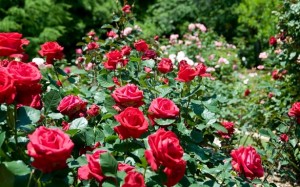 Понад 100 сортів троянд вирощують на Звенигородщині