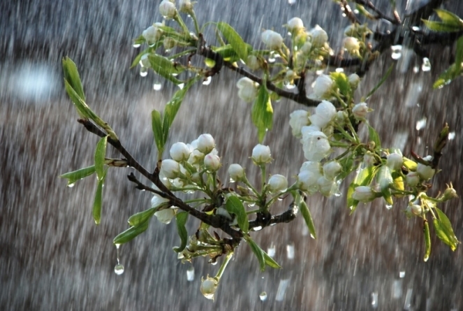 Найменше дощу випало на Чигиринщині