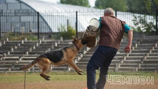 Чемпіонат спорту з собаками відбудеться в Черкасах