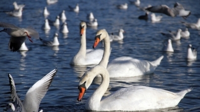 Близько ста лебедів живе на ставку в одному із сіл Черкащини