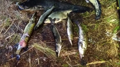 «Підводний» браконьєр наловив на Пташиних островах риби на понад 6 тис грн
