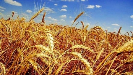 На Черкащині очікують на 20 % більший урожай озимих
