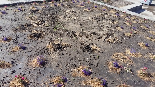 17 кущів троянд викопали зловмисники в черкаському парку Перемоги