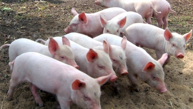 На Черкащині зафіксували випадок африканської чуми свиней