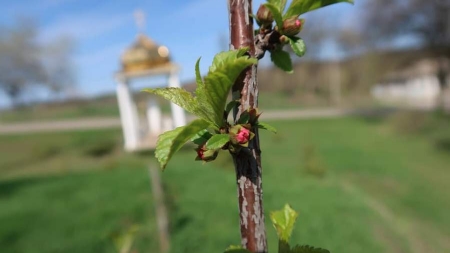 Сакуровий сад розквіт на Корсунщині (Фото)