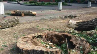 За підтримки міської влади біля ЧДТУ ліквідували аварійну тополю (ФОТО)
