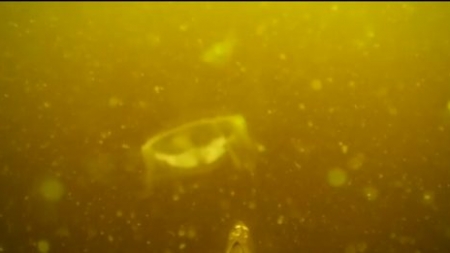Медузи оселилися у водах черкаського Дніпра (Відео)