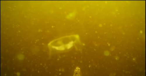 Медузи оселилися у водах черкаського Дніпра (Відео)