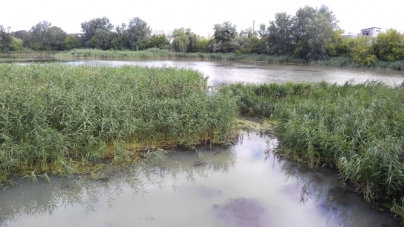 У Сріблянці  масово задихається риба