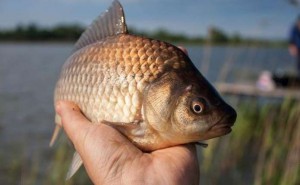 Рибній галузі Черкащини браконьєри завдали збитків на понад 100 тис гривень