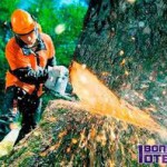 За порубку дерев у лісосмузі житель Золотоніщини сплатить штраф у майже 30 тис гривень