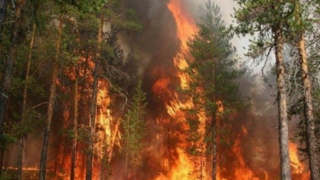 Пожежна небезпека зберігається в лісах Черкащини