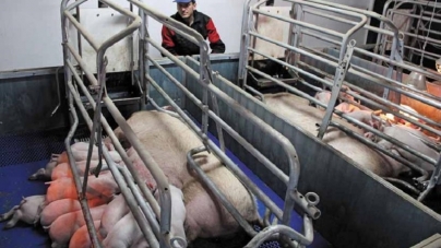 Безпечне м’ясо вирощує на Черкащині австрійський фермер (Відео)