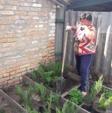 Вічнозелені кущі вирощують для озеленення стадіону в Каневі