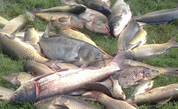 За тиждень рибінспектори Черкащини виявили 53 порушення правил рибальства