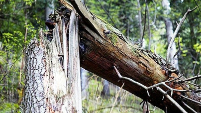 На Драбівщині чоловіка привалило деревом: він помер від травм