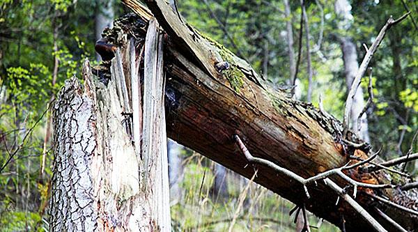 На Драбівщині чоловіка привалило деревом: він помер від травм