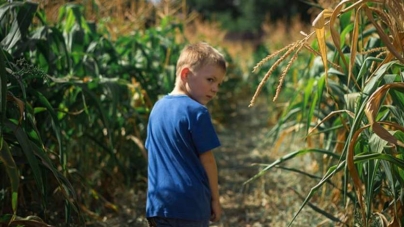 У кукурудзяному полі на Драбівщині загубилася дворічна дитина