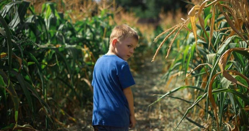 У кукурудзяному полі на Драбівщині загубилася дворічна дитина