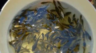 Масштабна акція по зарибленню Кременчуцького водосховища: майже 400 тис мальків випущено в воду