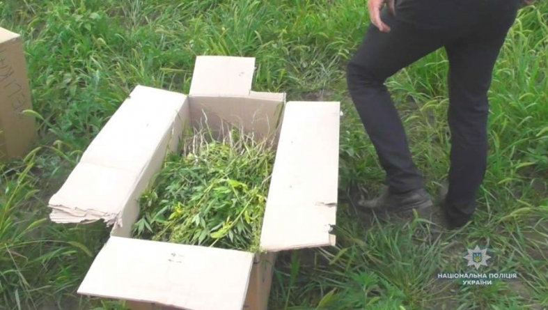 У селі на Городищині чоловік виростив понад півтори тисячі рослин коноплі