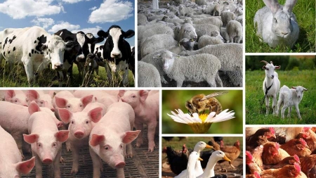Програми, спрямовані на підтримку тваринництва, діють на Черкащині