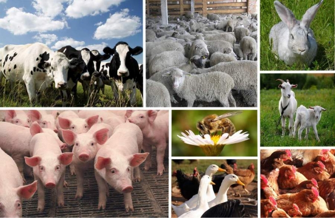 Програми, спрямовані на підтримку тваринництва, діють на Черкащині