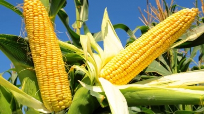 Черкаські аграрії прогнозують високі врожаї кукурудзи
