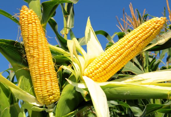 Черкаські аграрії прогнозують високі врожаї кукурудзи