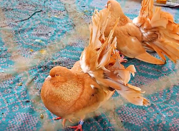 Виставку-ярмарок декоративної та сільськогосподарської птиці проведуть в Умані