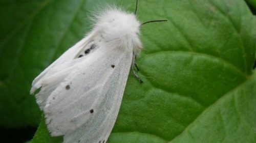 Карантин через поширення американського білого метелика впровадили на Шполянщині