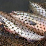 Житель Золотоніщини наловив риби аж на штраф у понад 4 тис гривень